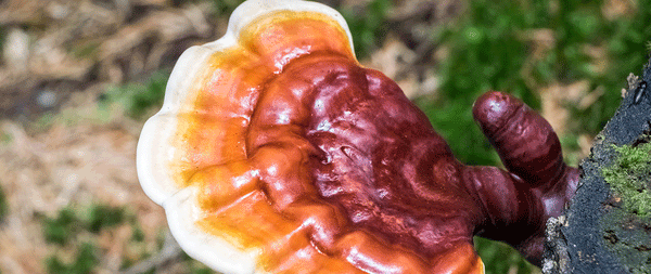 Reishi Mushroom Benefits: Plus How To Use And Side Effects - Natures Rise