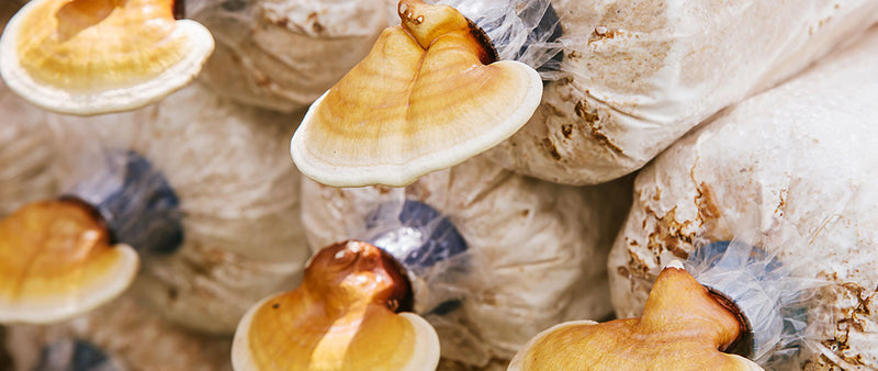 https://www.naturesrise.com/cdn/shop/articles/How_To_Grow_Reishi_Mushroom_At_Home_-_A_Complete_Guide_800x800.jpg?v=1684912710